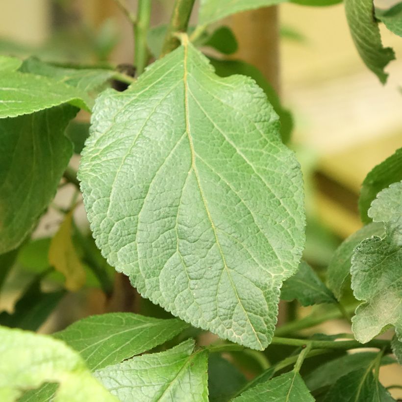 Pruim Groene Reine Claude (Blad)