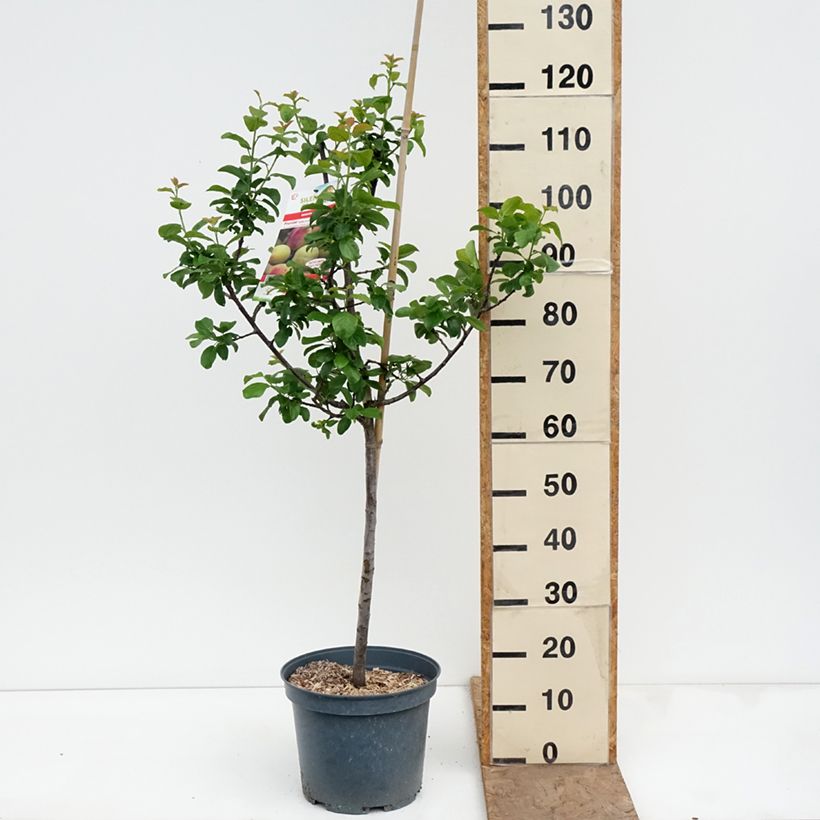 Exemplaar van Pruim Reine Claude van Moissac Pot van 7,5 l/10 l, Kelkvormig zoals geleverd in de lente