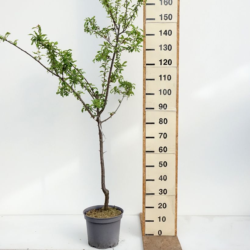 Exemplaar van Pruim Sainte Catherine Pot van 7,5 l/10 l, Kelkvormig zoals geleverd in de lente