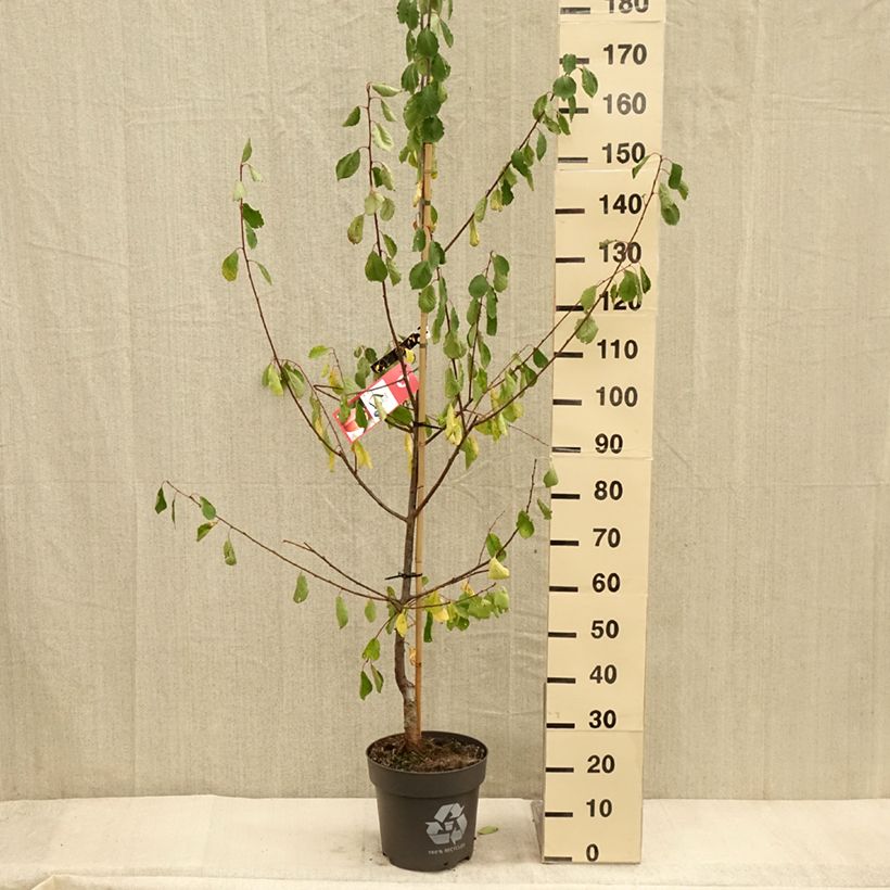 Exemplaar van Pruim Tipala Pot van 7,5 l/10 l, Kelkvormig zoals geleverd in de herfst
