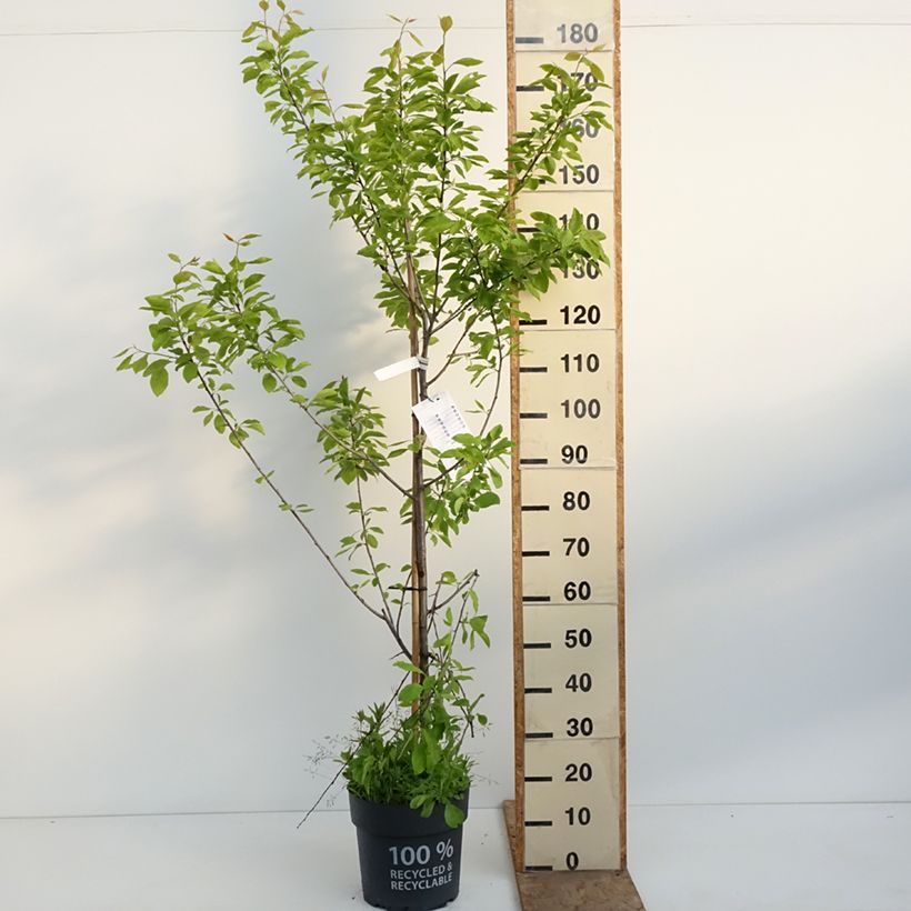 Exemplaar van Pruim Tipala Pot van 7,5 l/10 l, Kelkvormig zoals geleverd in de lente