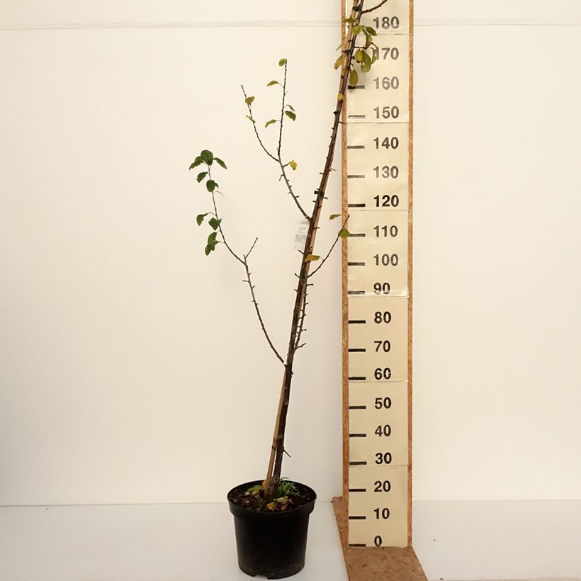 Exemplaar van Pruim Węgierka Dąbrowicka Pot van 7,5 l/10 l, Kelkvormig zoals geleverd in de herfst