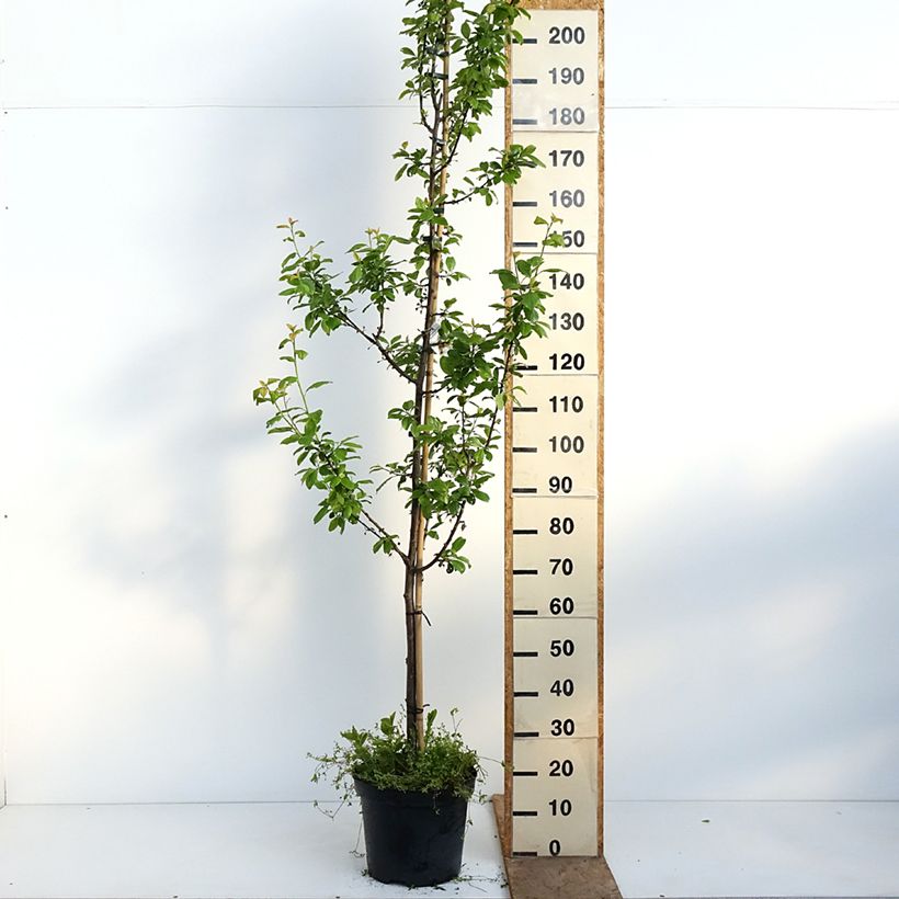 Exemplaar van Pruim Węgierka Dąbrowicka Pot van 7,5 l/10 l, Kelkvormig zoals geleverd in de lente
