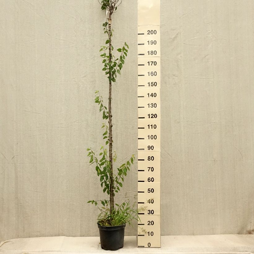 Exemplaar van Pruim Wignon Pot van 7,5 l/10 l, Hoogstam zoals geleverd in de herfst