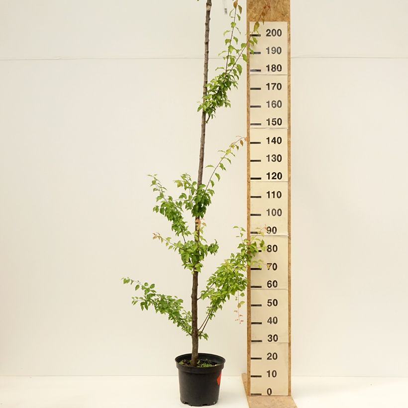 Exemplaar van Pruim Wignon Pot van 7,5 l/10 l, Hoogstam zoals geleverd in de lente