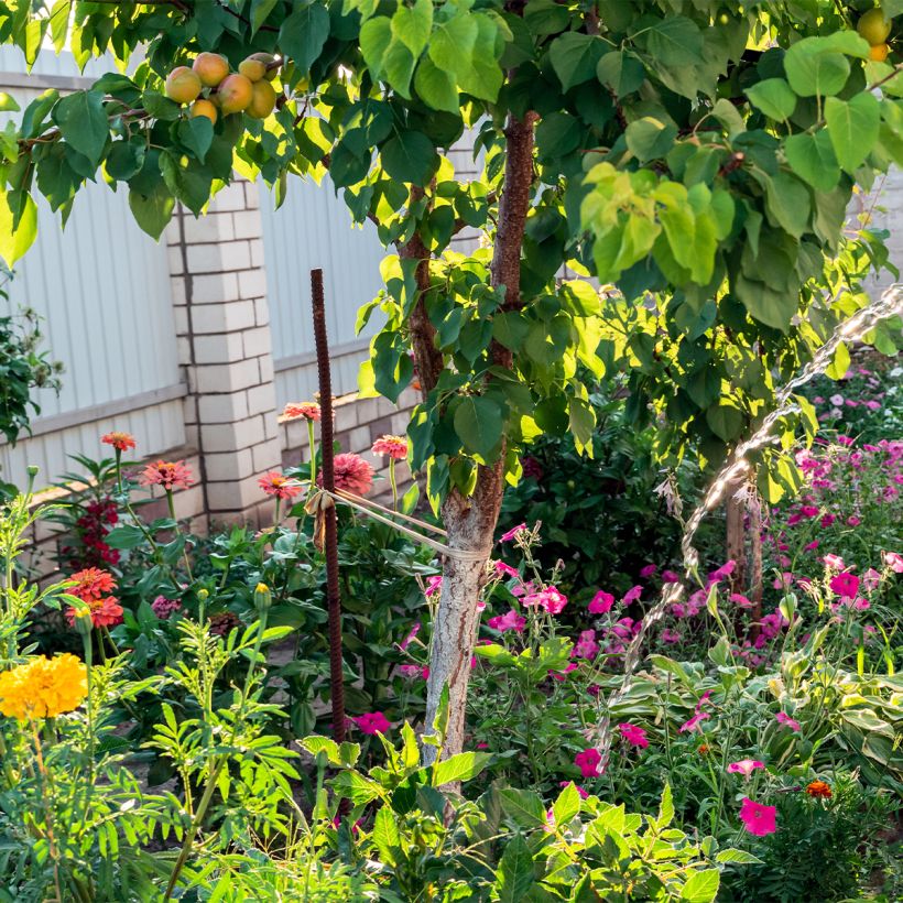 Abrikozenboom Compacta (Groeiplaats)