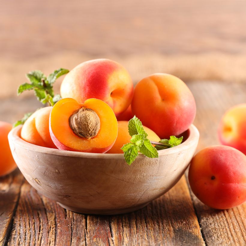 Dwergabrikozenboom Nanum (Oogst)