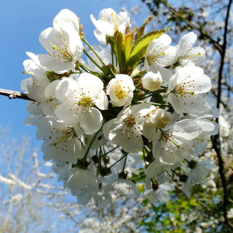 Prunus avium - Zoete kers (Flowering)