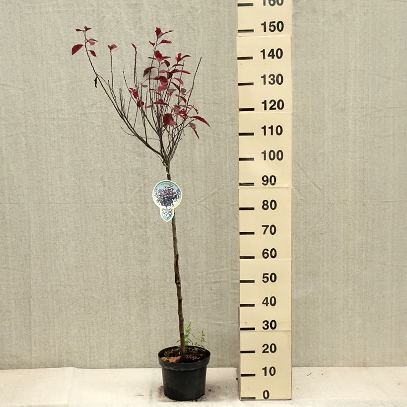 Exemplaar van Prunus cistena - Sierpruim Pot van 4 l/5 l, Stengel zoals geleverd in de herfst