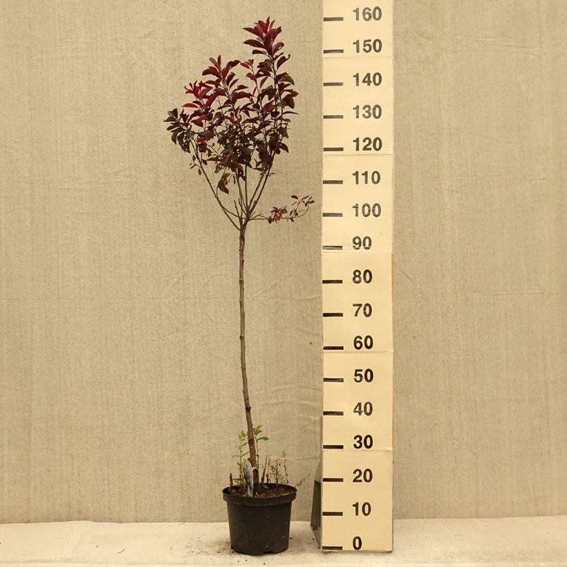 Exemplaar van Prunus cistena - Sierpruim Pot van 4 l/5 l, Stengel zoals geleverd in de zomer
