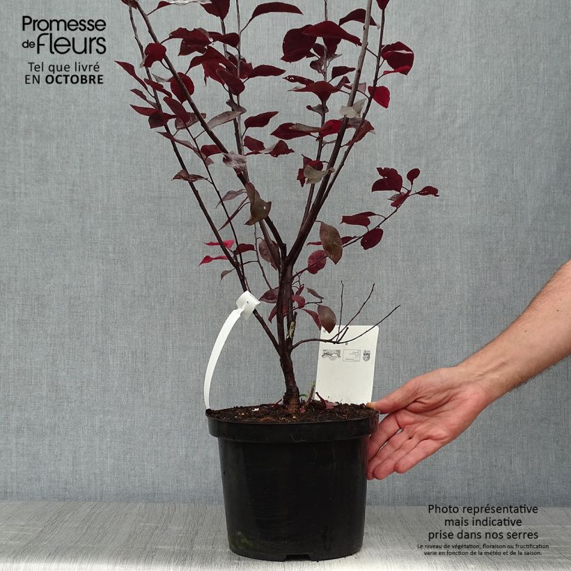 Exemplaar van Prunus cistena - Sierpruim Pot van 4 l/5 l zoals geleverd in de herfst