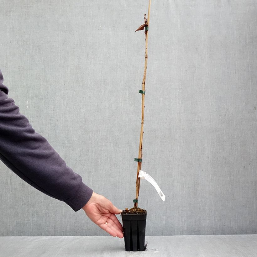 Exemplaar van Prunus First Blush - Japanse sierkers Pot van 1 l/1,5 l zoals geleverd in de herfst