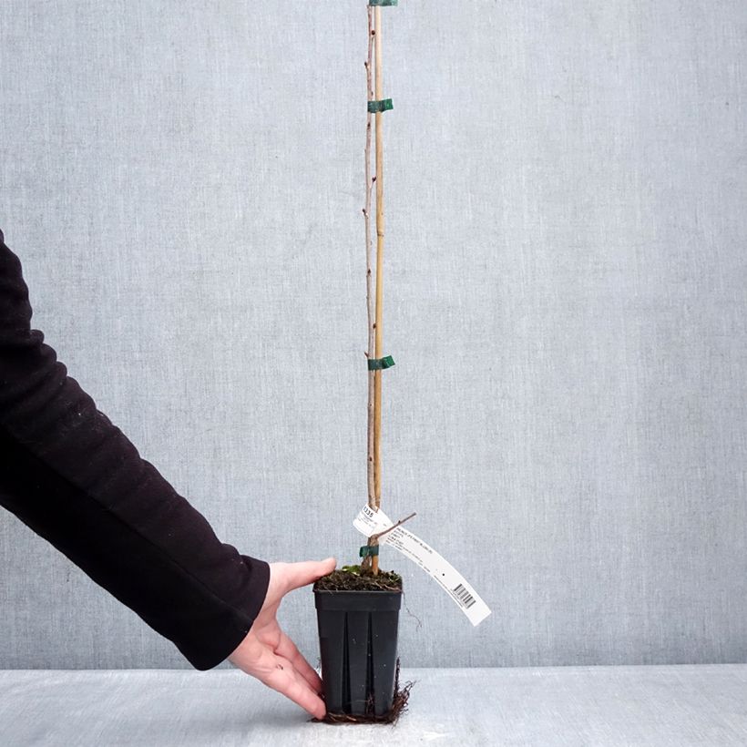 Exemplaar van Prunus First Blush - Japanse sierkers Pot van 1 l/1,5 l zoals geleverd in de winter