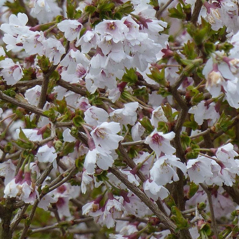Prunus incisa Kojo no mai - Fuji-kers (Flowering)