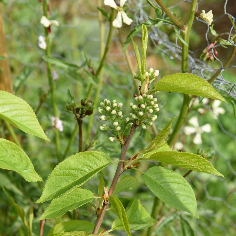 Prunus maackii Amber Beauty - Amurkers (Blad)