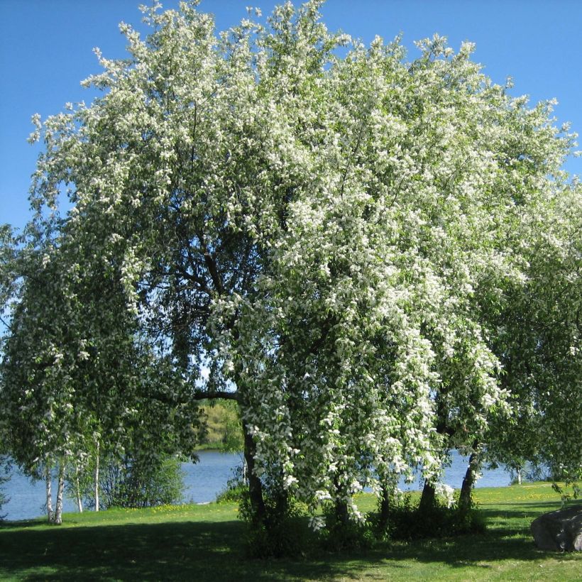 Prunus padus - Vogelkers (Groeiplaats)