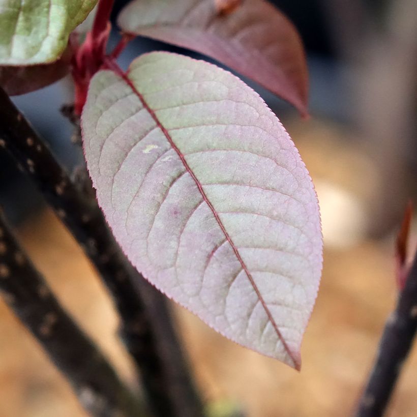 Prunus padus Colorata - Vogelkers (Blad)