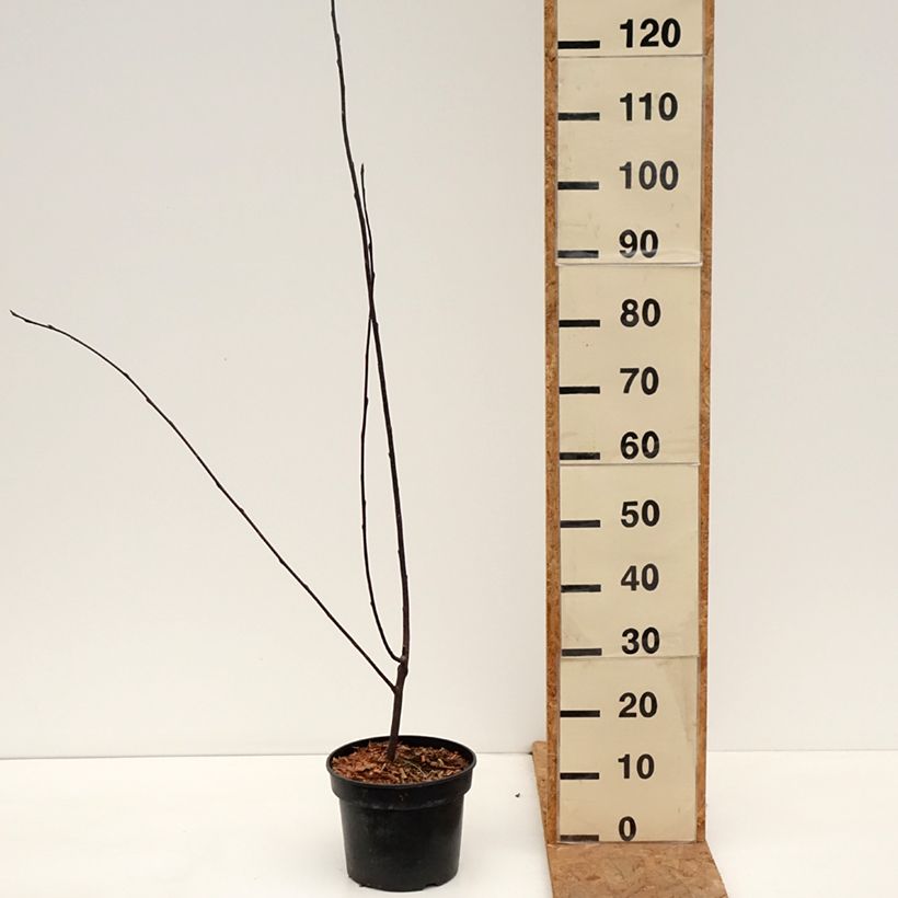 Exemplaar van Prunus padus Colorata - Vogelkers Pot van 4 l/5 l zoals geleverd in de herfst