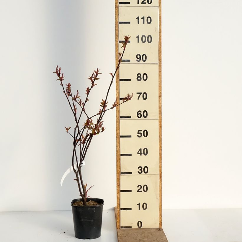 Exemplaar van Prunus padus Colorata - Vogelkers Pot van 4 l/5 l zoals geleverd in de lente