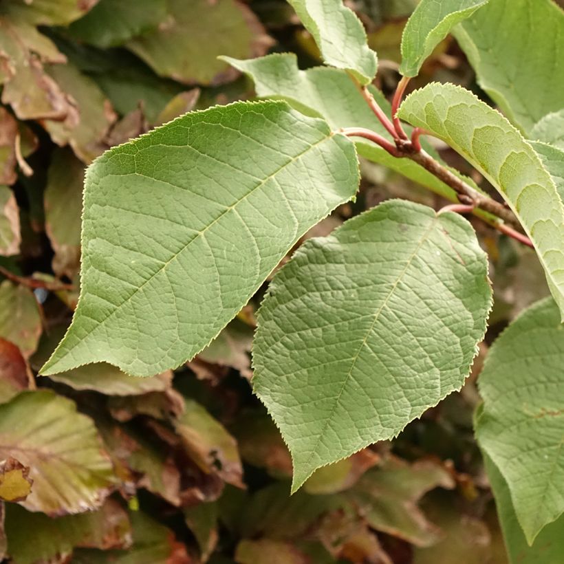Prunus padus Le Thoureil - Vogelkers (Blad)