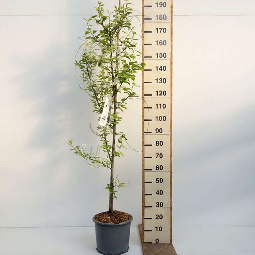 Exemplaar van Prunus padus Le Thoureil - Vogelkers Pot van 12 l/15 l zoals geleverd in de lente