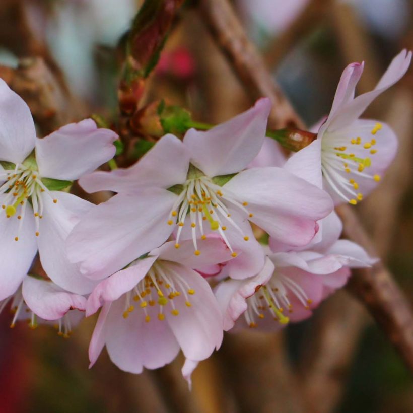 Prunus Pandora - Winterbloeiende kers (Bloei)