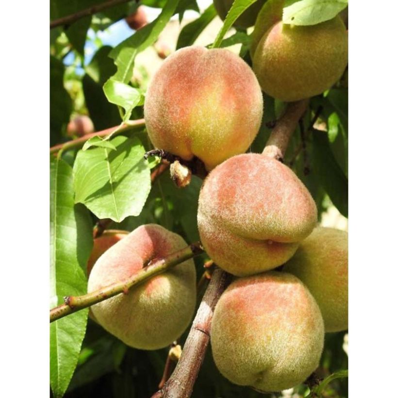 Nectarine Nectarose (Oogst)
