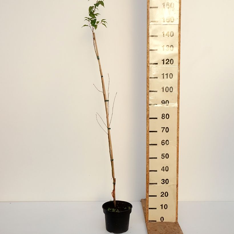 Exemplaar van Prunus rufa - Berkenbastkers Pot van 4 l/5 l zoals geleverd in de herfst