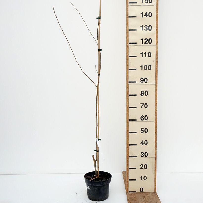 Exemplaar van Prunus rufa - Berkenbastkers Pot van 4 l/5 l zoals geleverd in de winter