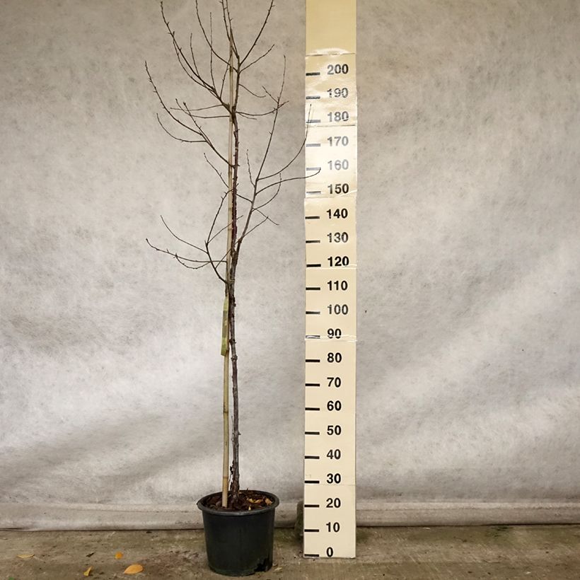 Exemplaar van Prunus serrula Amber Scots - Tibetaanse sierkers Pot van 7,5 l/10 l, Kroonhoogte zoals geleverd in de herfst