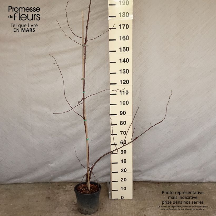Exemplaar van Prunus serrula Amber Scots - Tibetaanse sierkers Pot van 7,5 l/10 l, Kroonhoogte zoals geleverd in de lente