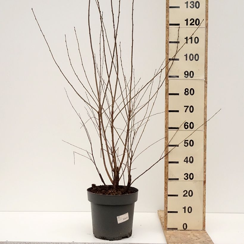 Exemplaar van Prunus serrula - Tibetaanse sierkers Pot van 12 l/15 l zoals geleverd in de winter
