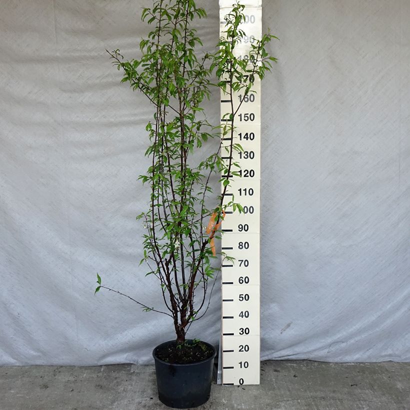 Example of Prunus serrula - Tibetaanse sierkers Pot van 12 l/15 l as you get in printemps
