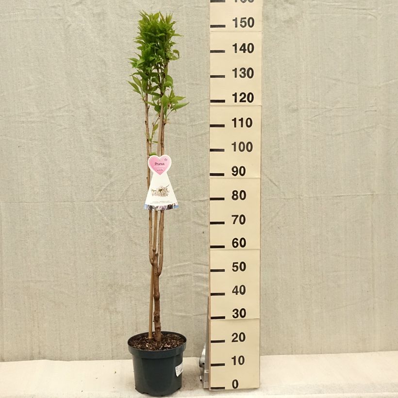 Exemplaar van Prunus serrulata Amanogawa - Japanse sierkers Pot van 7,5 l/10 l zoals geleverd in de lente