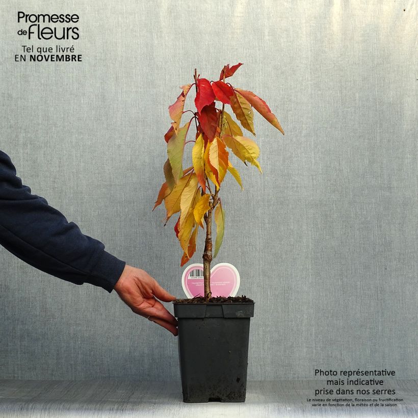 Exemplaar van Prunus serrulata Amanogawa - Japanse sierkers Pot van 4 l/5 l zoals geleverd in de herfst
