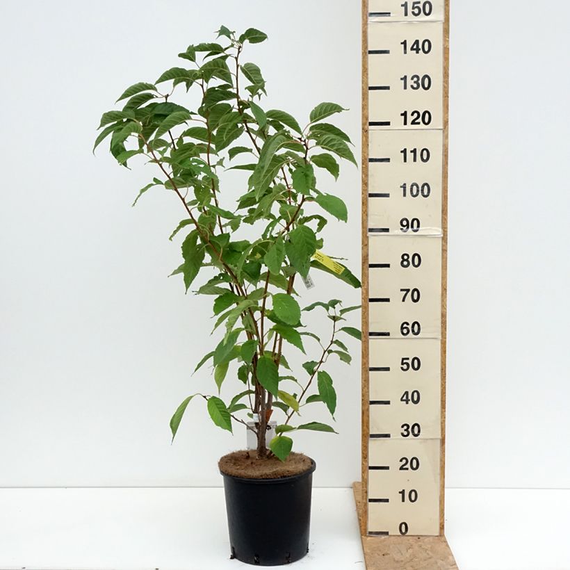 Exemplaar van Prunus serrulata Amanogawa - Japanse sierkers Pot van 7,5 l/10 l zoals geleverd in de zomer