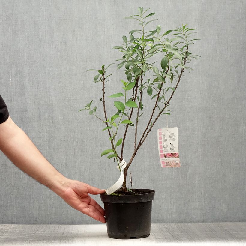 Exemplaar van Prunus tenella Fire Hill - Dwergamandel Pot van 3 l/4 l zoals geleverd in de zomer