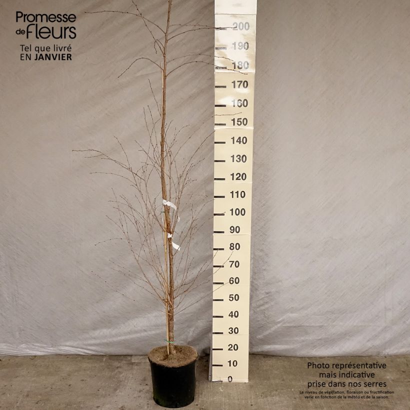 Exemplaar van Prunus The Bride - Japanse sierkers Pot van 12 l/15 l, Stengel zoals geleverd in de winter