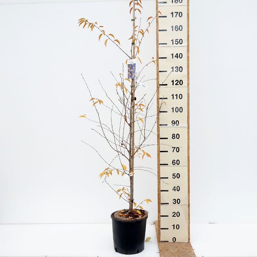 Exemplaar van Prunus The Bride - Japanse sierkers Pot van 12 l/15 l, Stengel zoals geleverd in de herfst