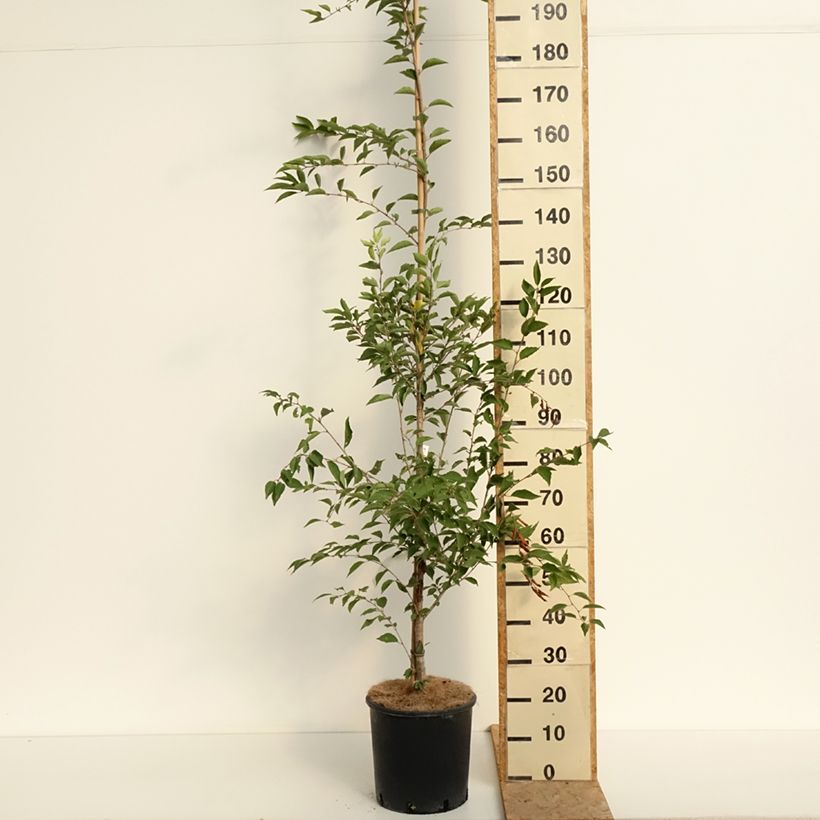 Exemplaar van Prunus The Bride - Japanse sierkers Pot van 12 l/15 l, Stengel zoals geleverd in de zomer