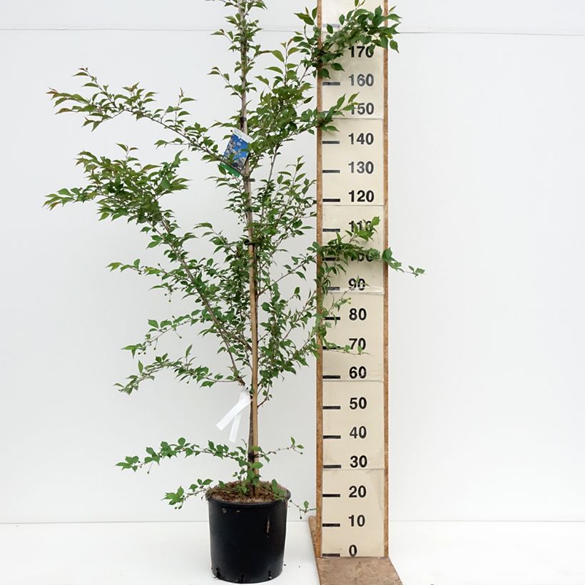 Exemplaar van Prunus The Bride - Japanse sierkers Pot van 12 l/15 l, Stengel zoals geleverd in de lente