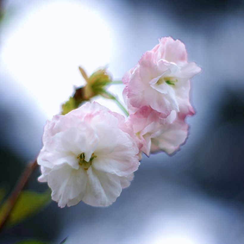 Prunus serrulata Shirofugen - Japanse sierkers (Bloei)
