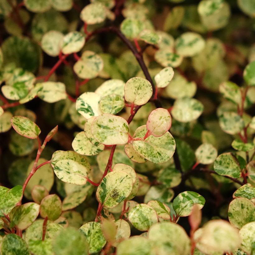 Pseudanthus tasmanicus Radiance (Blad)