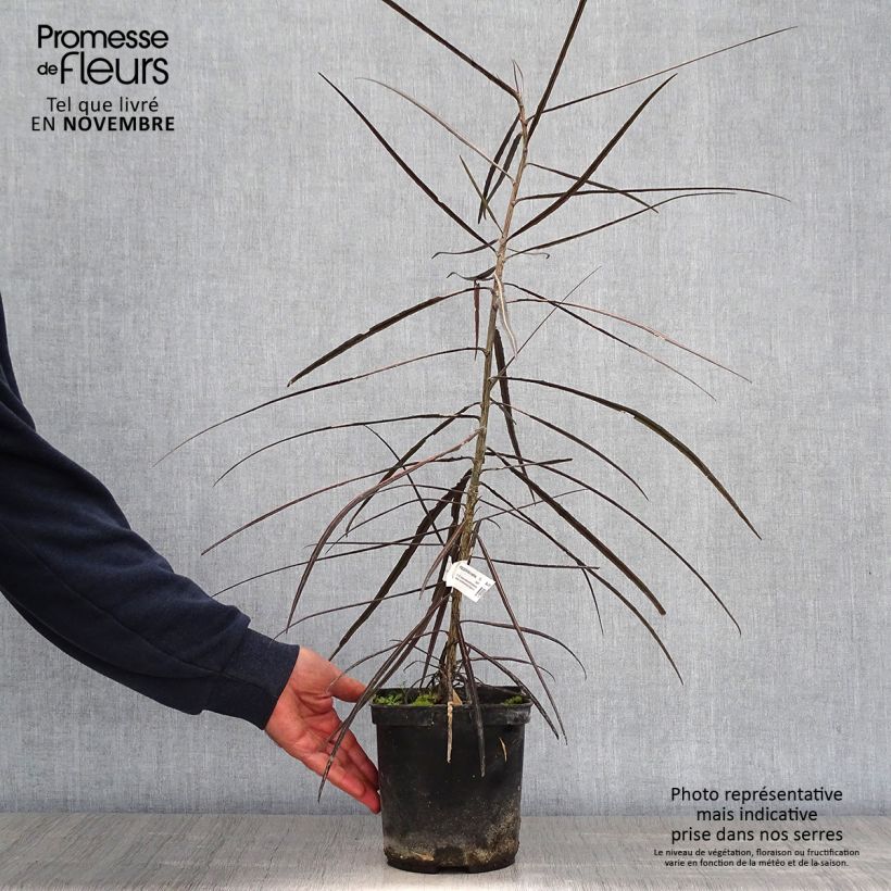 Exemplaar van Pseudopanax crassifolius Pot van 2 l/3 l zoals geleverd in de herfst