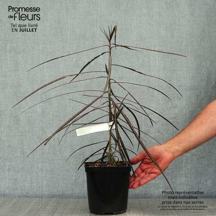 Exemplaar van Pseudopanax crassifolius Pot van 2 l/3 l zoals geleverd in de zomer