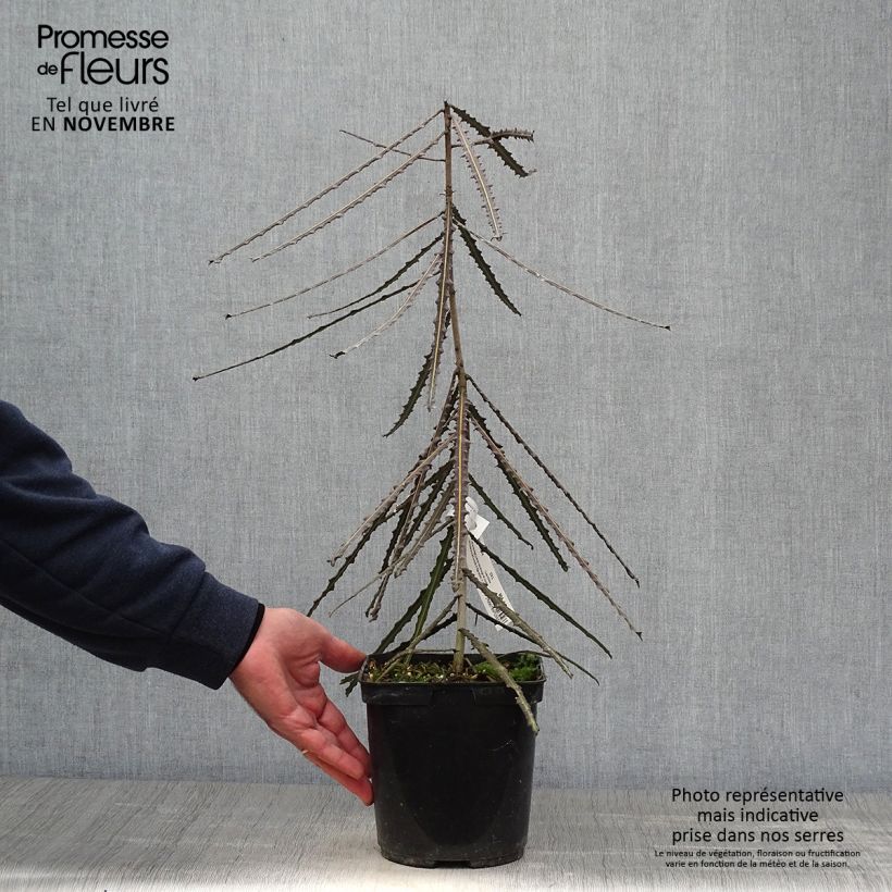 Exemplaar van Pseudopanax ferox Pot van 2 l/3 l zoals geleverd in de herfst