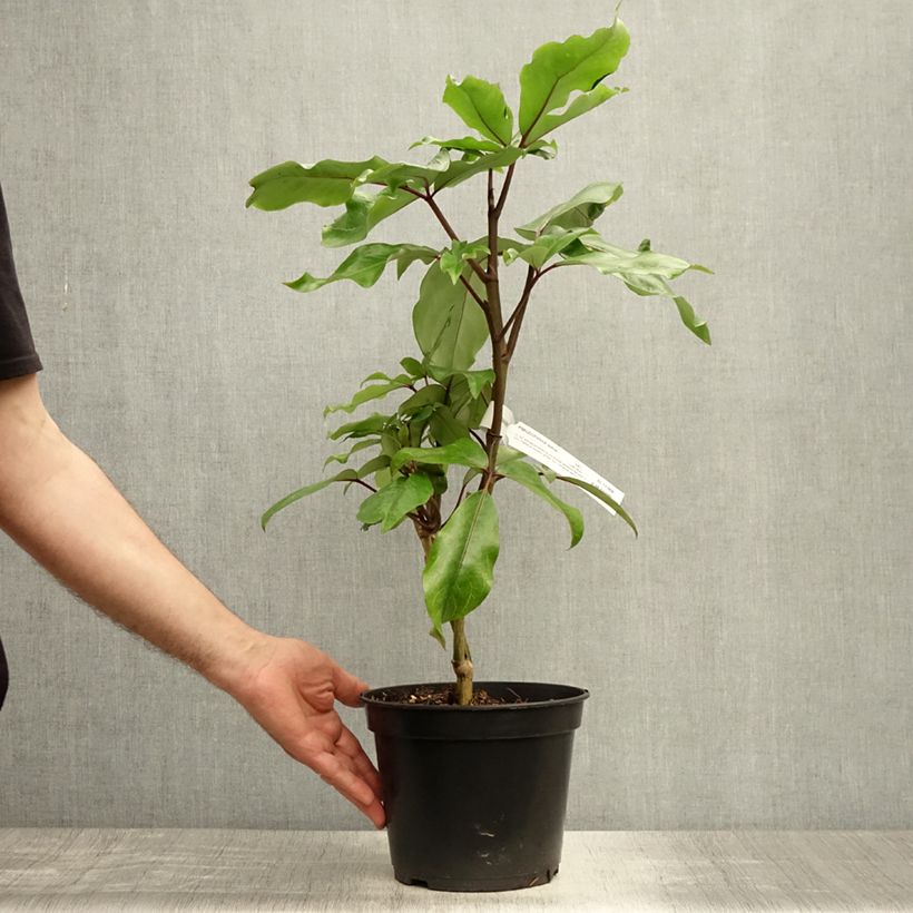 Exemplaar van Pseudopanax laetus Pot van 3 l/4 l zoals geleverd in de zomer