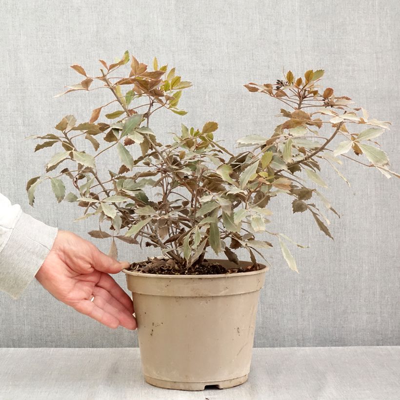 Exemplaar van Pseudopanax lessonii Rangatira Pot van 4 l/5 l zoals geleverd in de herfst