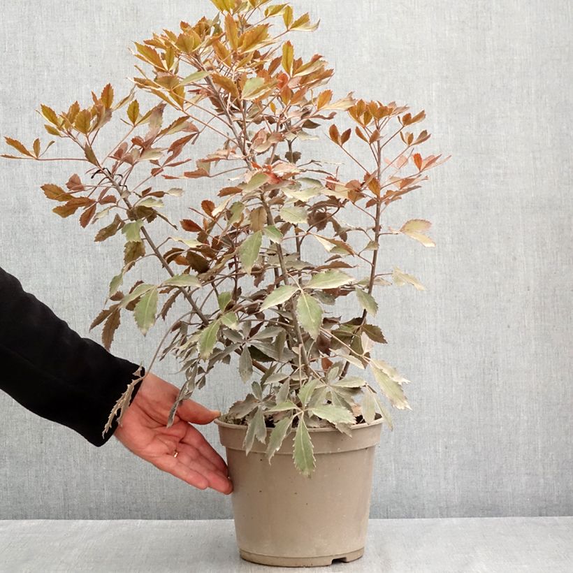 Exemplaar van Pseudopanax lessonii Rangatira Pot van 4 l/5 l zoals geleverd in de zomer