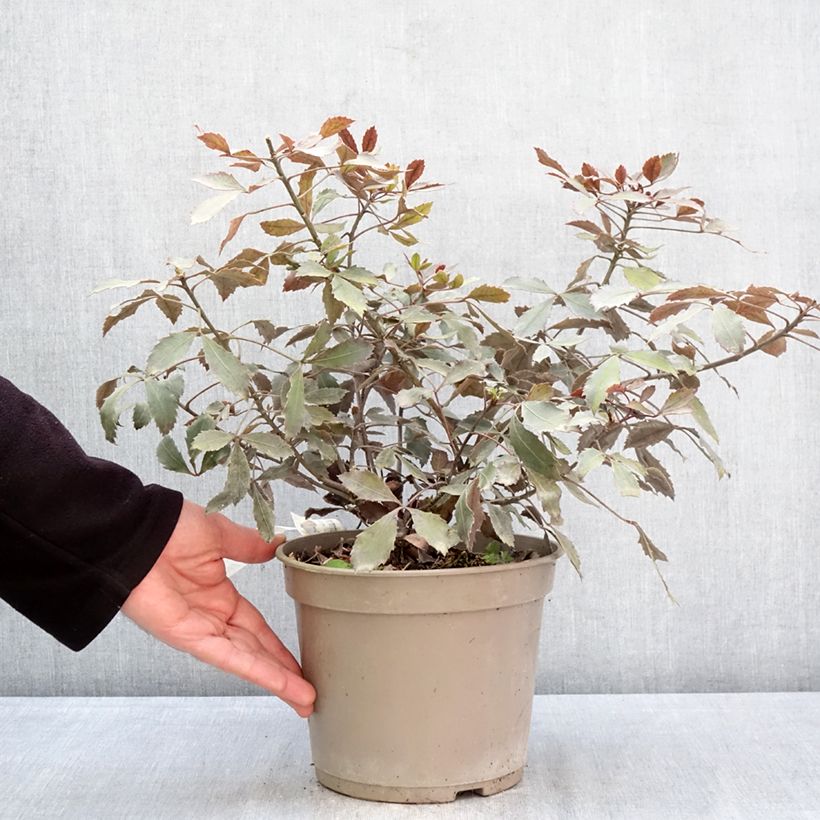 Exemplaar van Pseudopanax lessonii Rangatira Pot van 4 l/5 l zoals geleverd in de lente